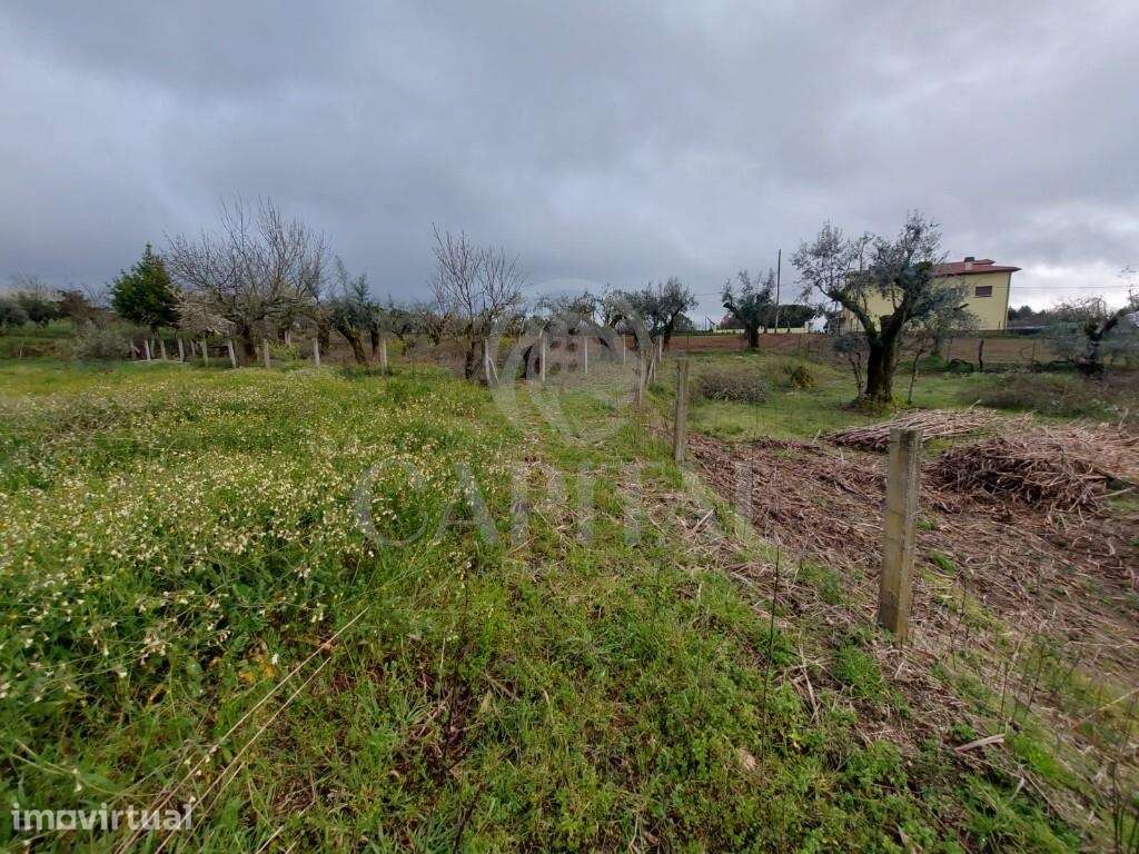 Terreno para Construção em Povoa de Midões -Tábua - Grande imagem: 3/9