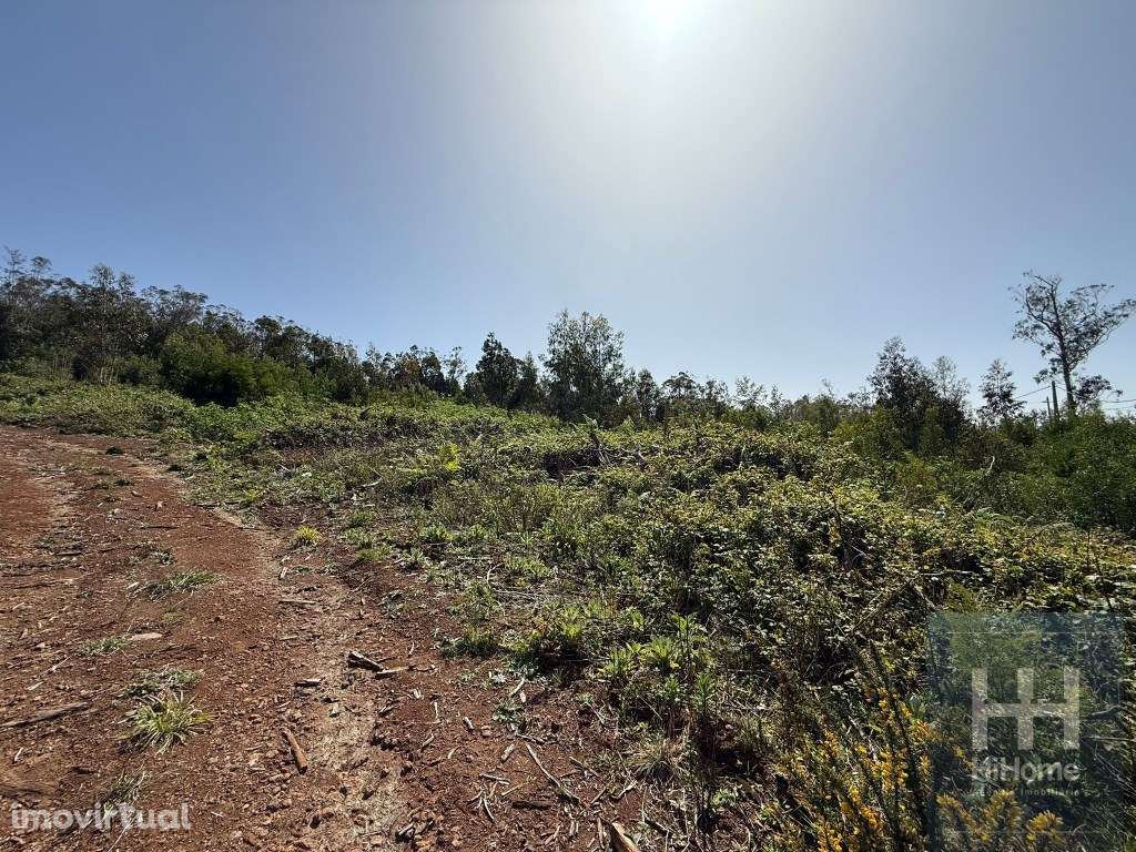 Terreno Rústico no Santo António da Serra, Santa Cruz - Grande imagem: 5/9