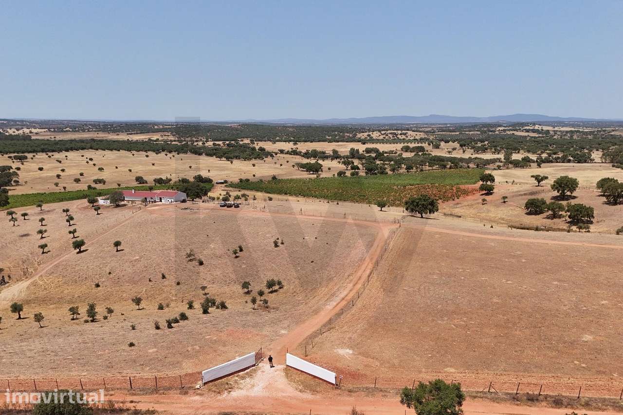 Herdade com 18,8 ha em Montoito | Vinha, Água, Monte Alentejano e Pote - Grande imagem: 5/50