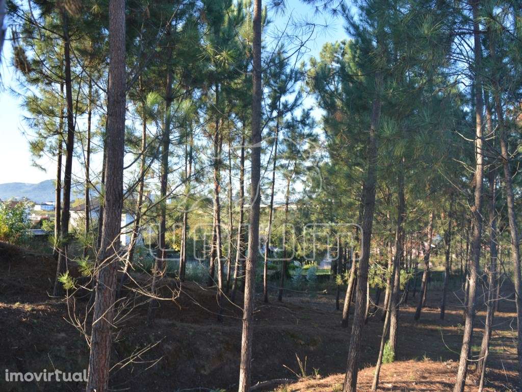 Terreno em São Salvador da Torre - Grande imagem: 5/5