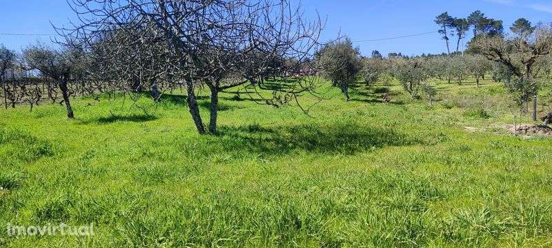 Terreno a 24km de Viseu - Grande imagem: 4/6