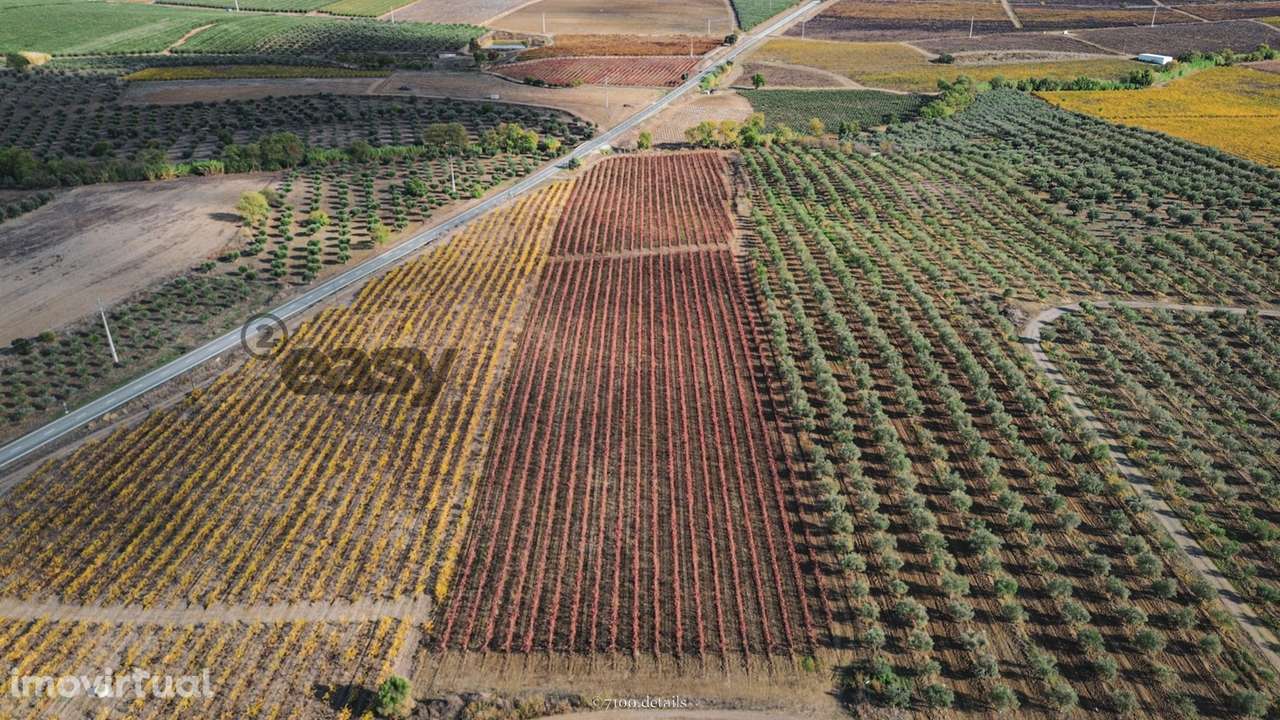 VINHA COM 1,87 HECTARES NA VIDIGUEIRA PARA VENDA - Grande imagem: 2/5
