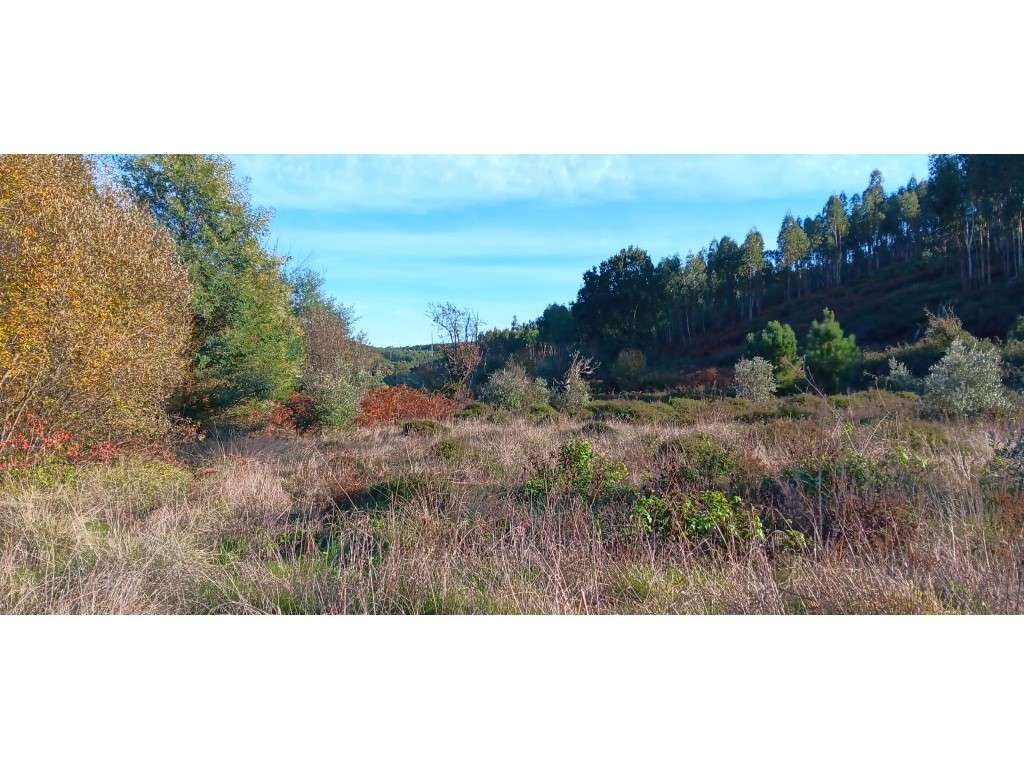 TERRENO RÚSTICO PARA ARRENDAMENTO | 24.680 m² | JUNTO À RIBEIRA - Grande imagem: 4/16