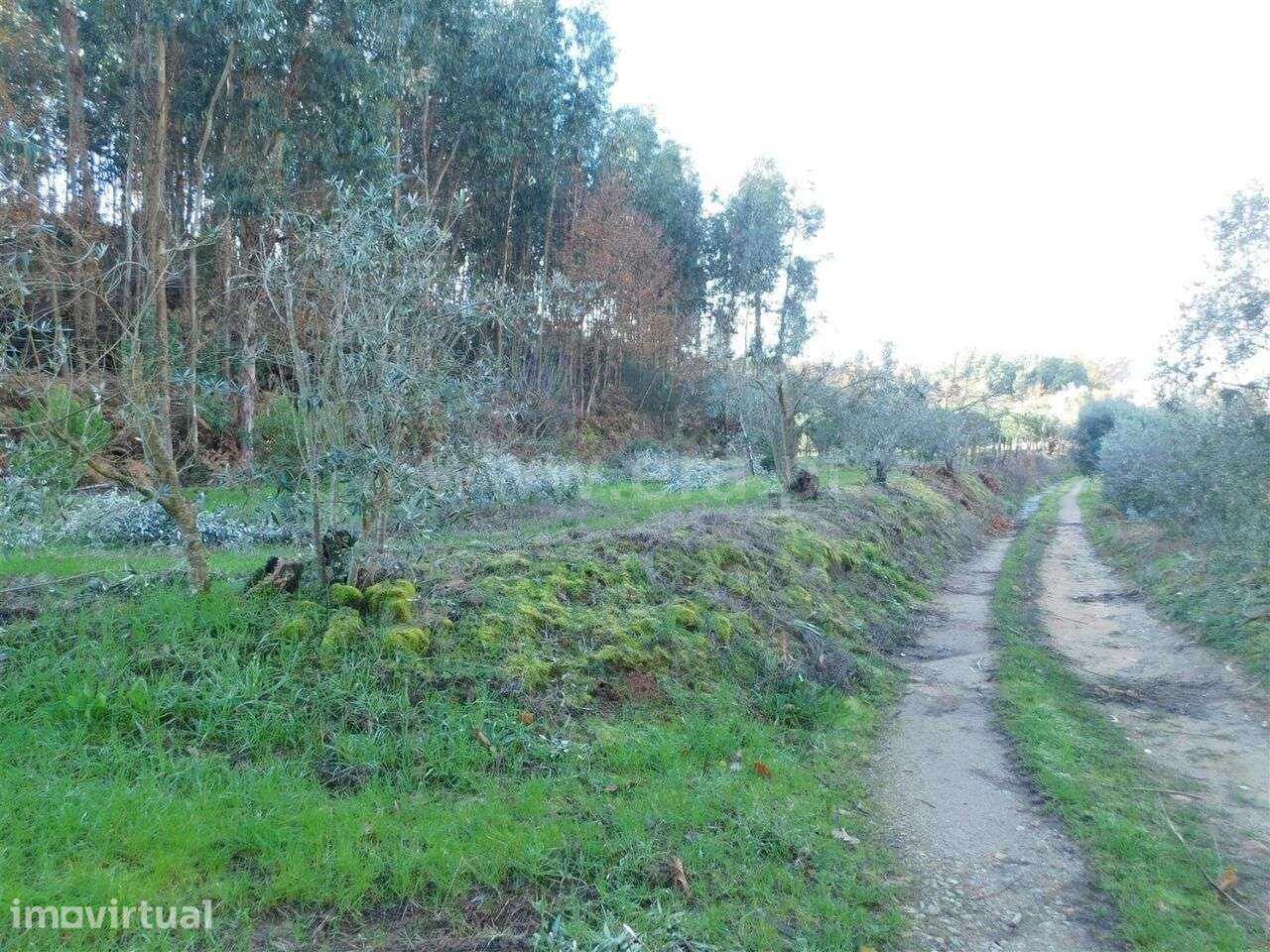 Terreno / Seia, Sameice e Santa Eulália - Grande imagem: 4/17