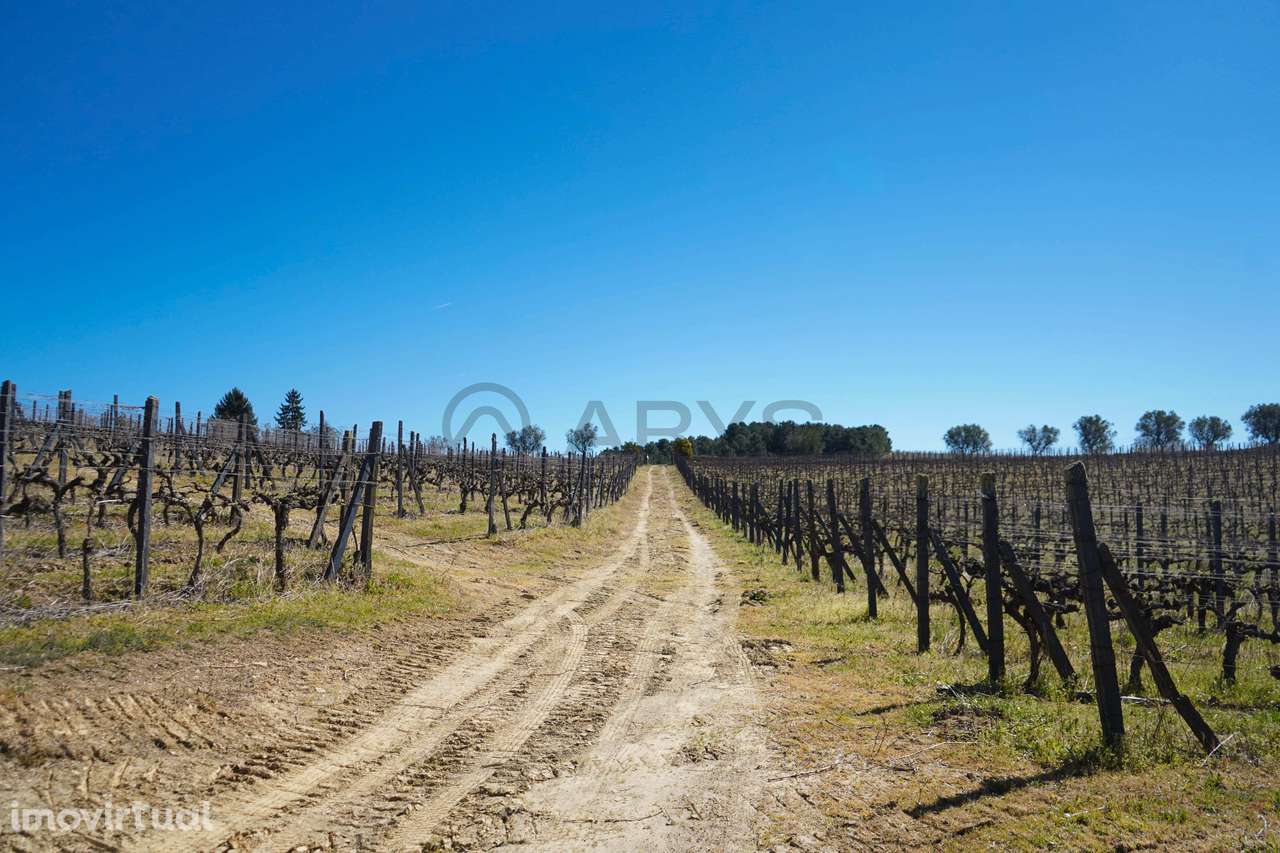 Quinta com vinha em Vila Real - Grande imagem: 5/28