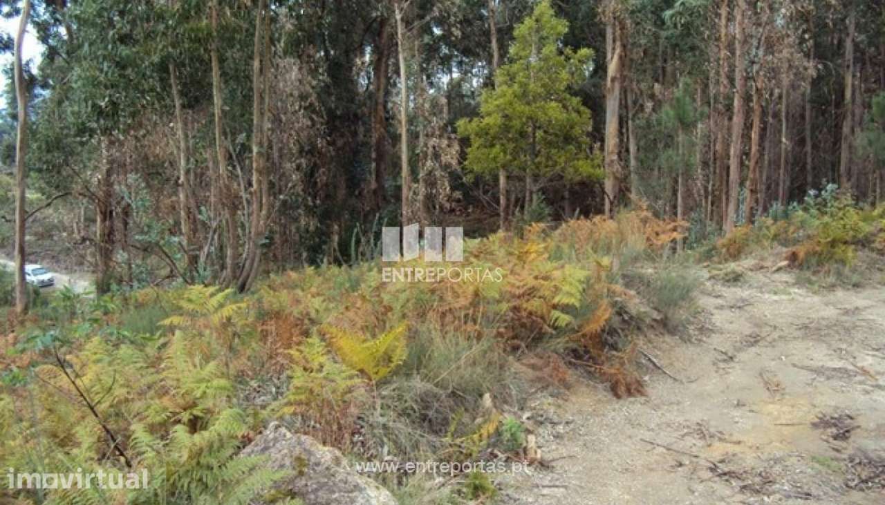 Venda Terreno, Croca, Penafiel - Grande imagem: 2/12