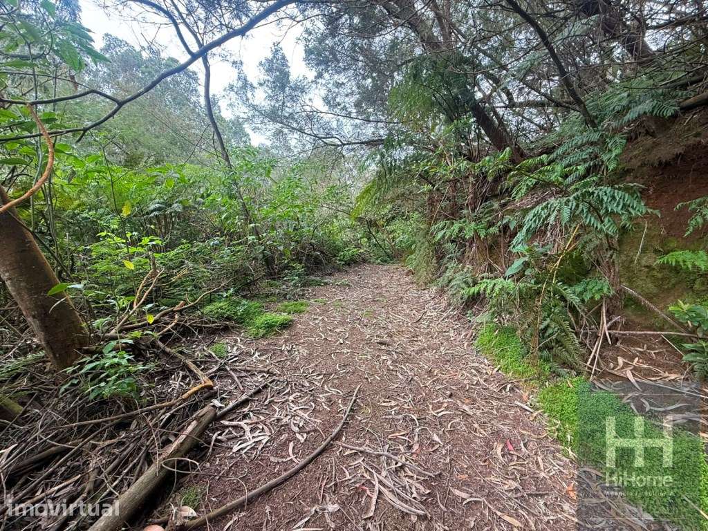 Terreno Agroflorestal com 2.420 m² | Acesso de Carro - Grande imagem: 2/6