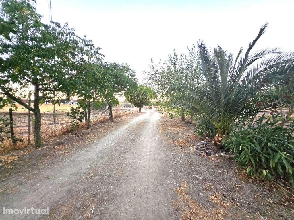 Quintinha de 12.315 m² com Monte T3, Olival, Horta e Árvores de Fruto - Grande imagem: 2/52