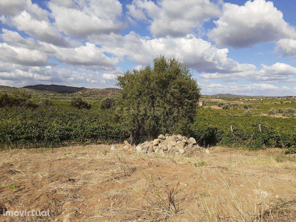 Quinta dos Capuchos, em Vila de Frades - Grande imagem: 5/30