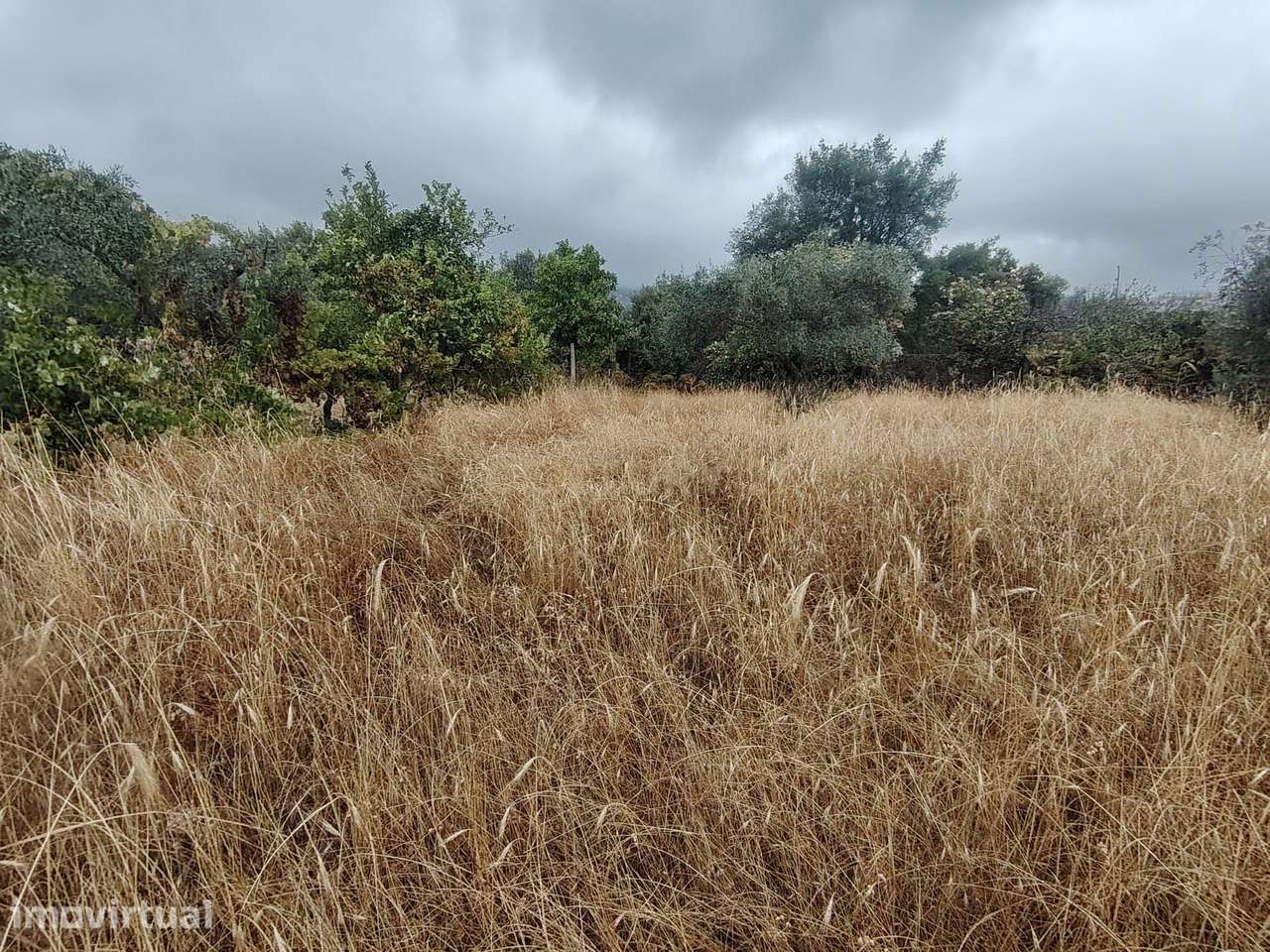 Terreno em Louriçal Do Campo com 4.631 m² — 38.000 € - Grande imagem: 5/30