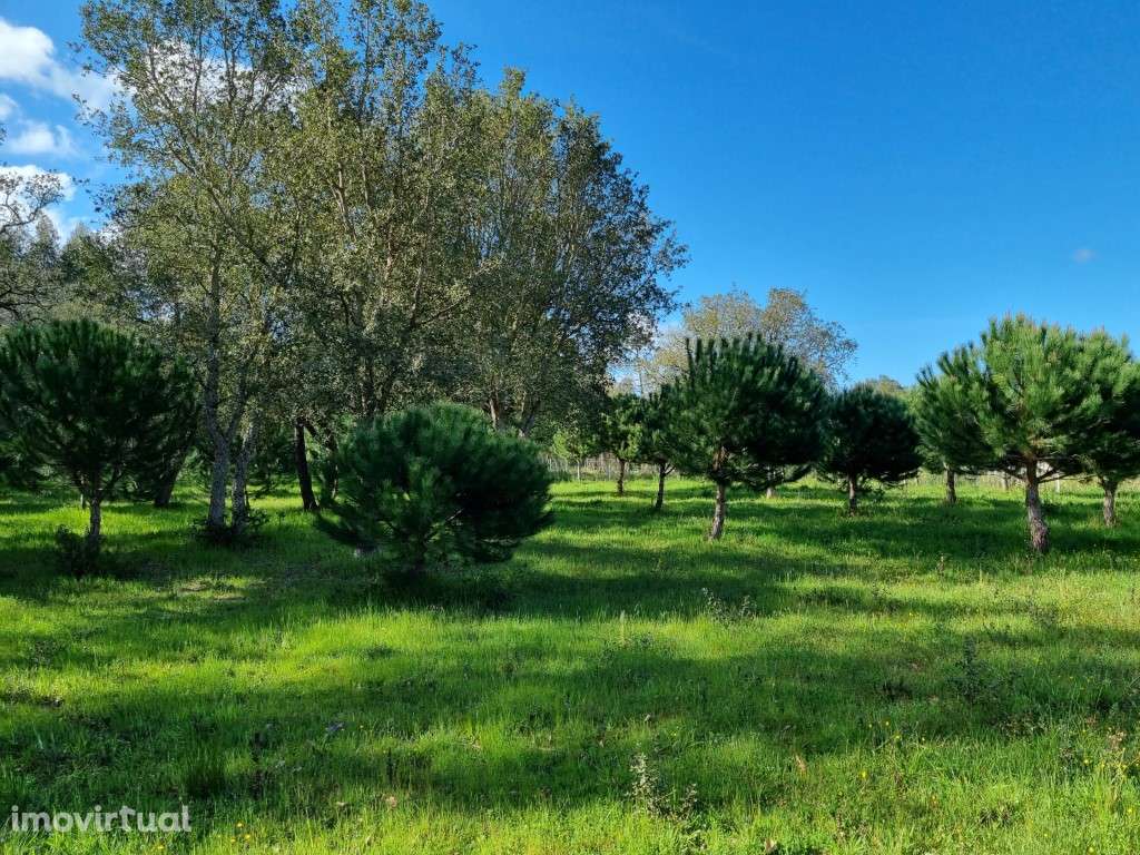 Terreno de 8.293m2 na Tornada - Caldas da Rainha - Grande imagem: 5/12