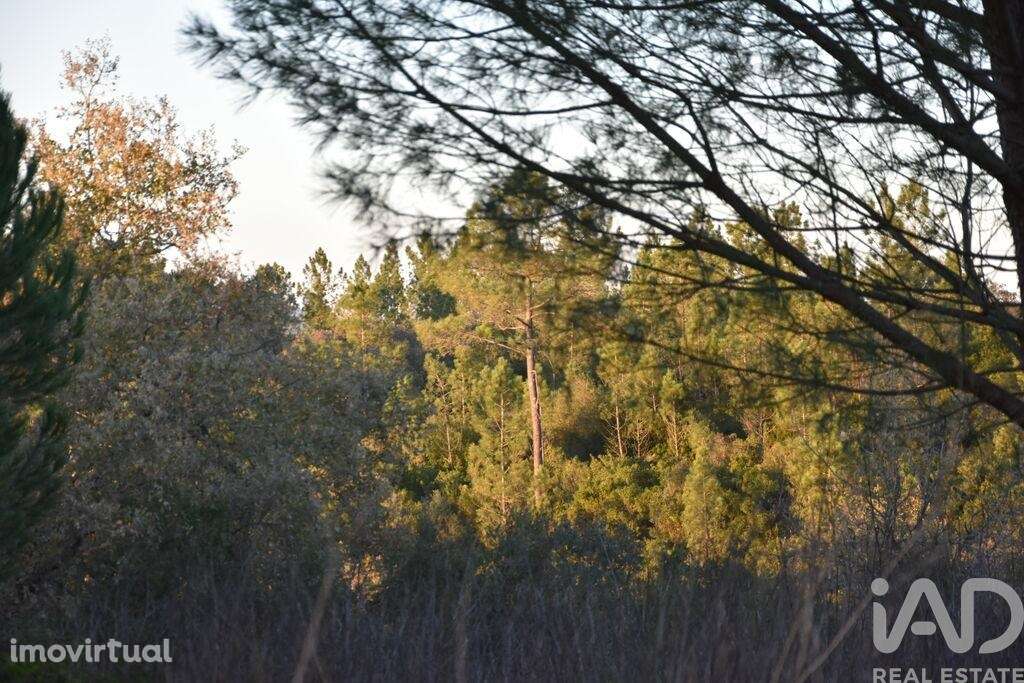 Terreno em Areias e Pias de 5240,00 m2 - Grande imagem: 2/6