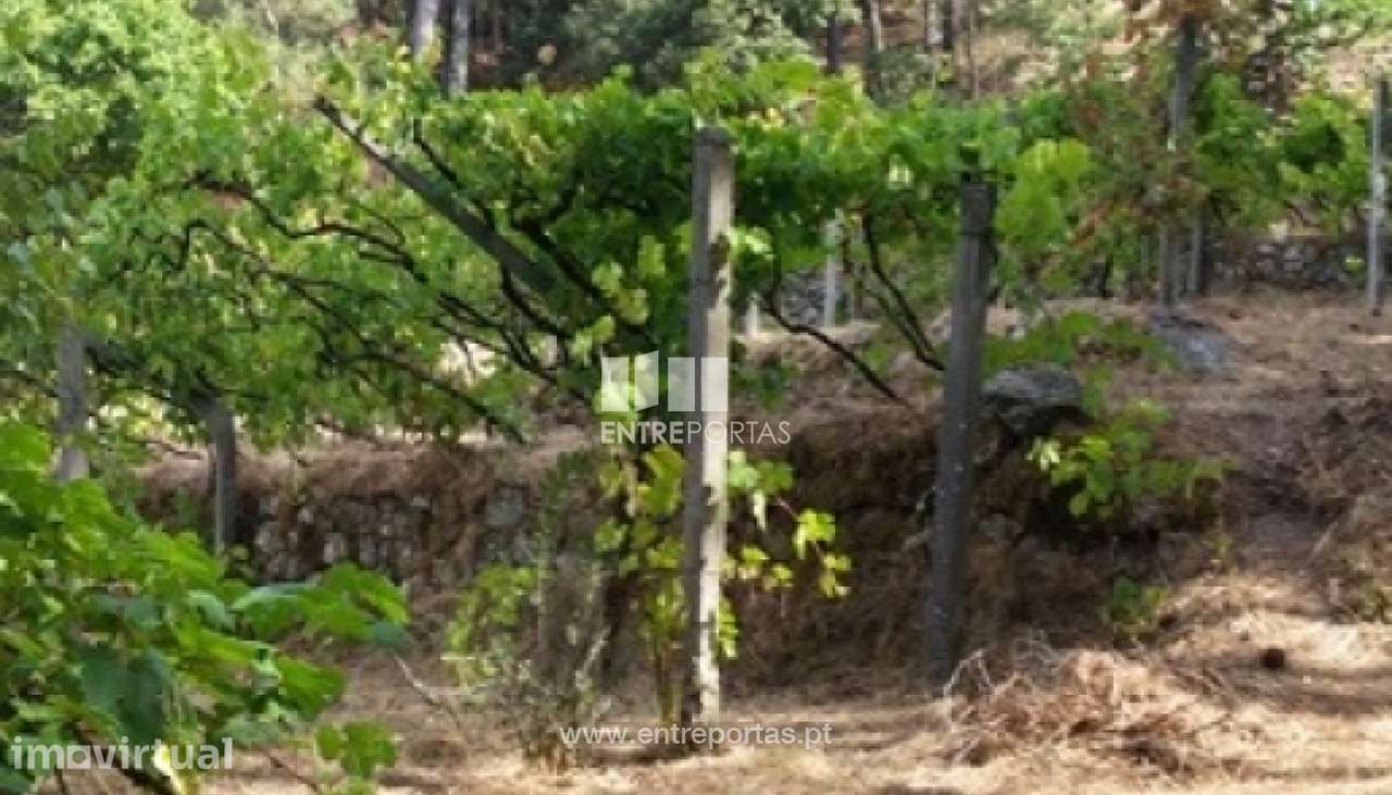Venda Terreno, vista desafogada, Mesquinhata, Baião - Grande imagem: 3/8