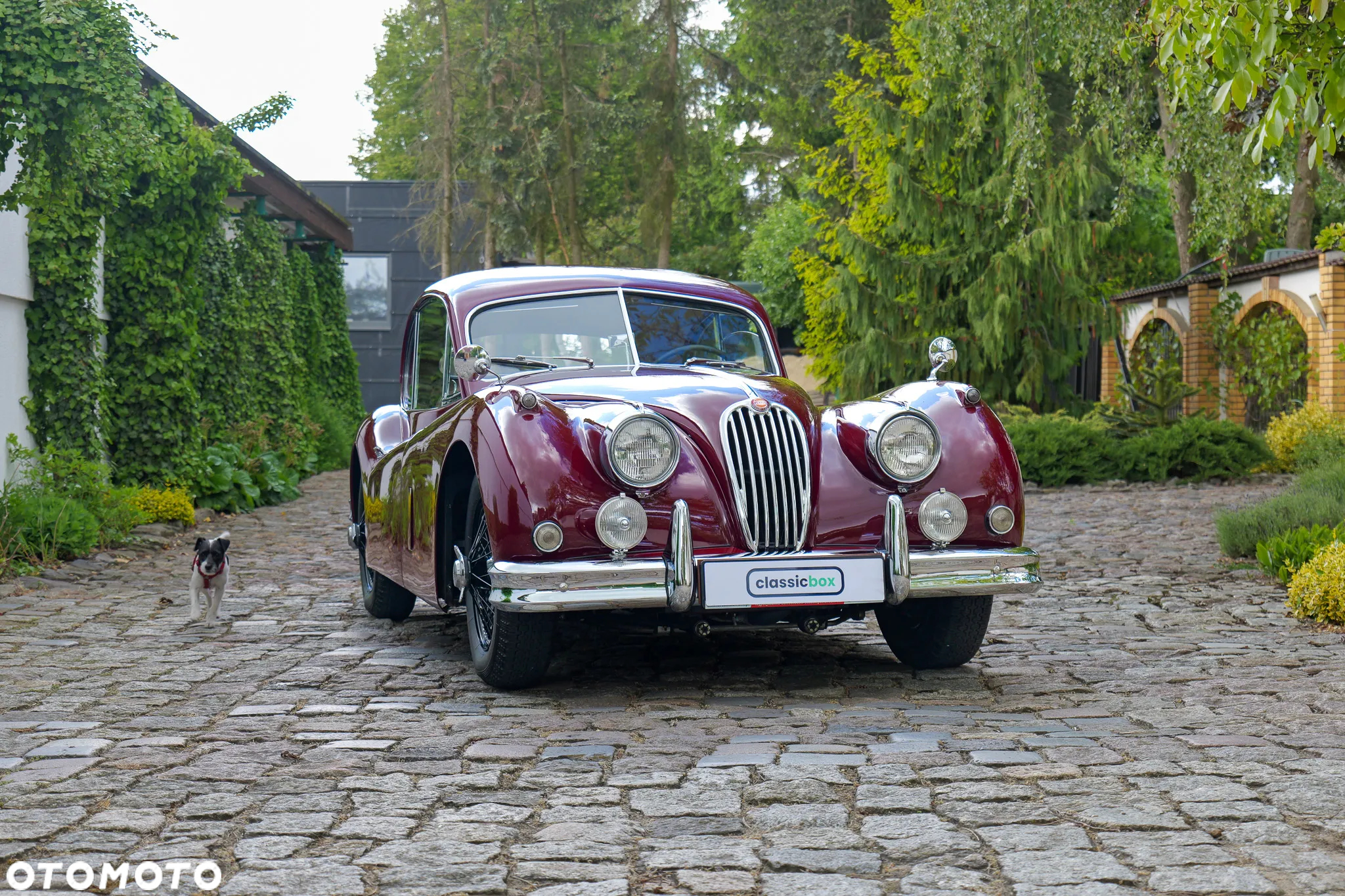 Jaguar XK - 3