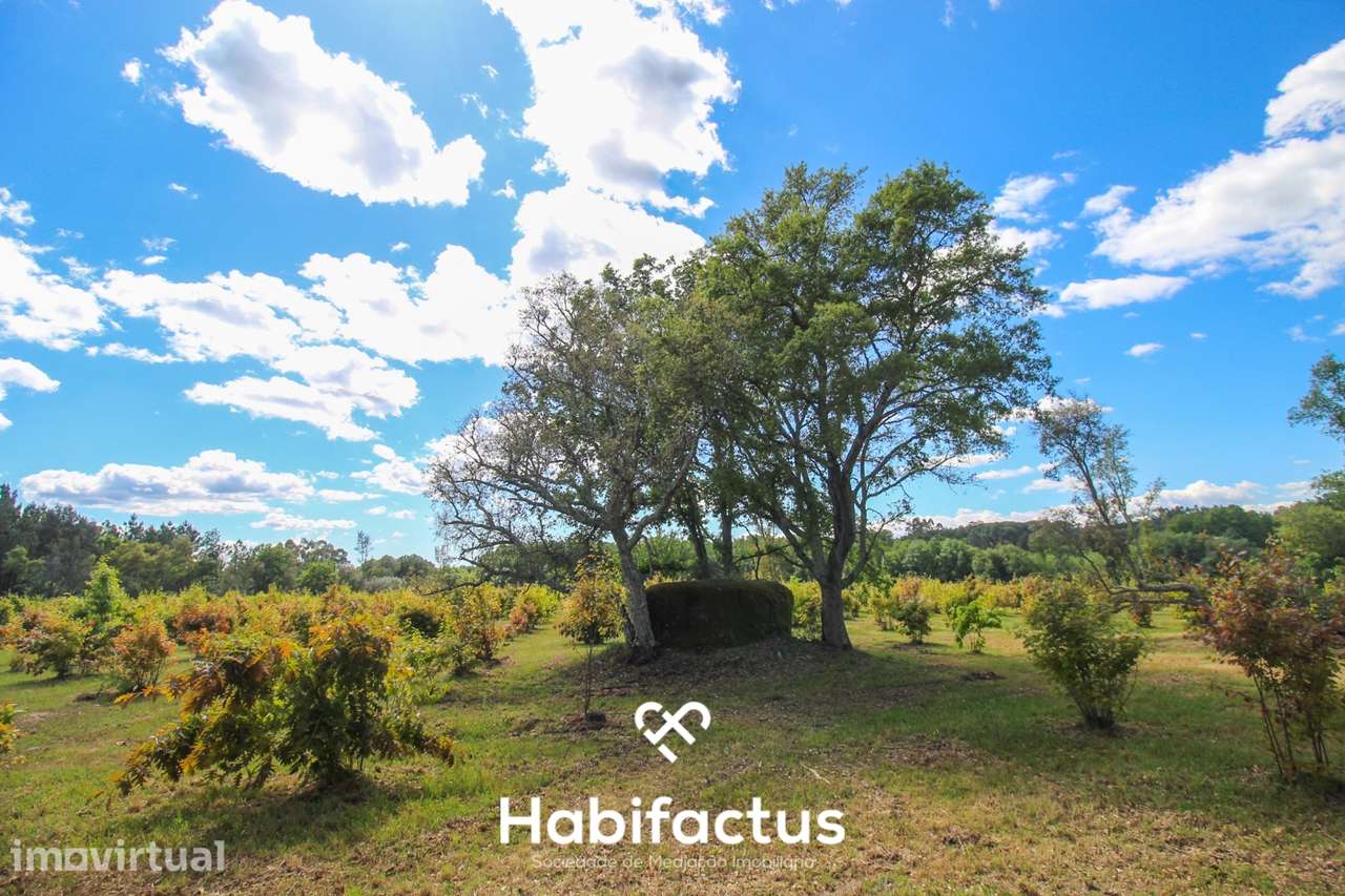 Terrenos à Venda – 6 Hectares em Canas de Senhorim, Nelas - Grande imagem: 2/13