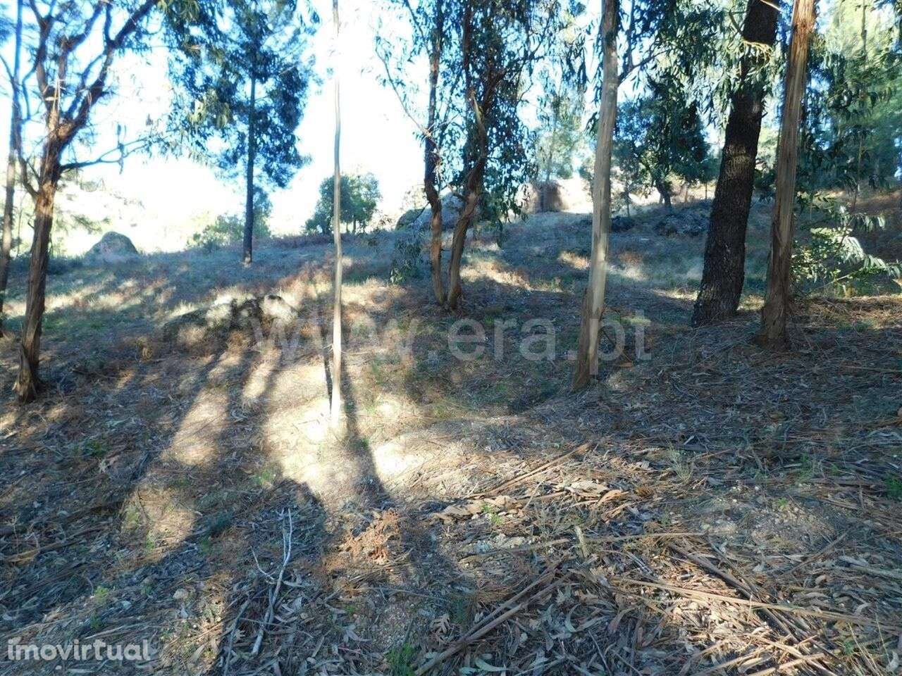 Terreno / Fundão, Pêro Viseu - Grande imagem: 2/10