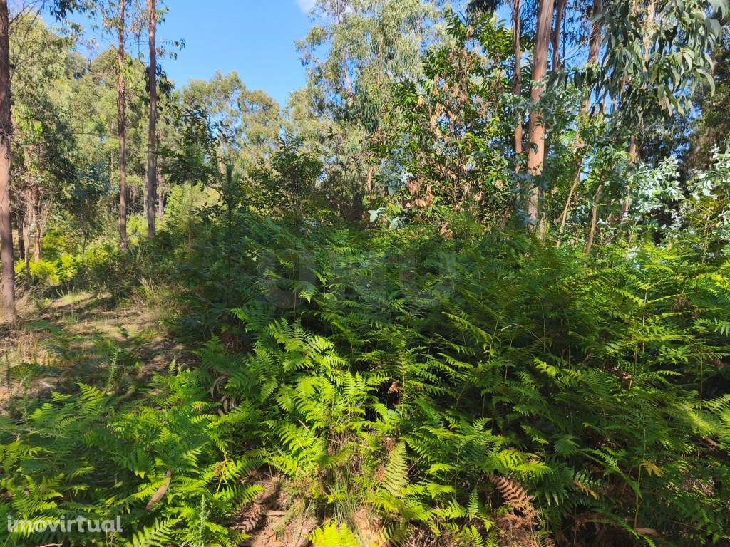 Terreno rústico em zona de construção - Grande imagem: 4/4