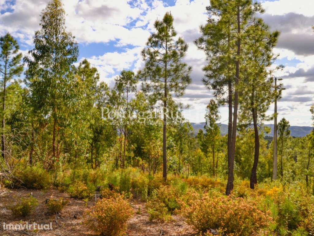 Terreno para construção de Moradia em Proença-a-Nova - Grande imagem: 2/19