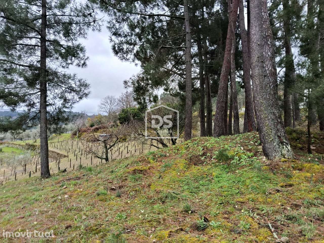 Terreno  Venda em Ferreirim,Lamego - Grande imagem: 3/60