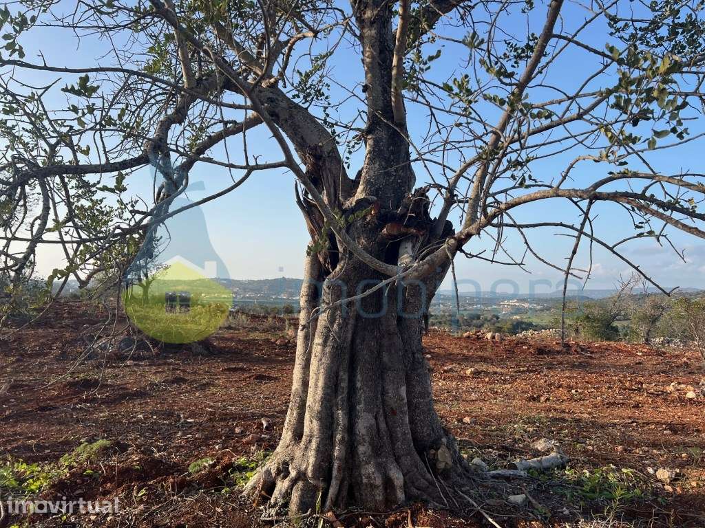 MORADIA EM RUÍNAS COM VISTA EXCLUSIVA PARA O CASTELO DE PADERNE - Grande imagem: 3/13