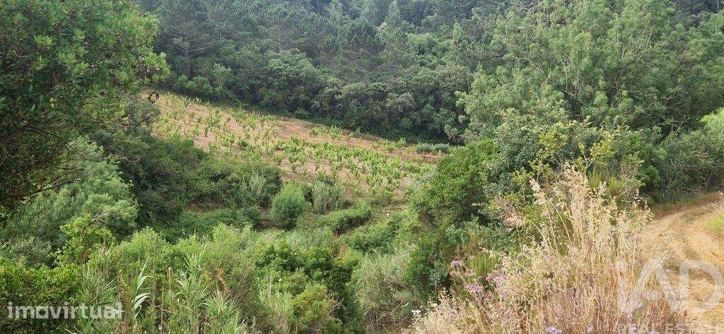 Terreno Agrícola em Mafra - Grande imagem: 2/24
