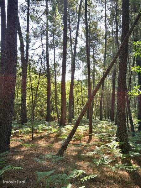 Terreno agrícola + pinhal S. Pedro France, Viseu - Grande imagem: 3/8