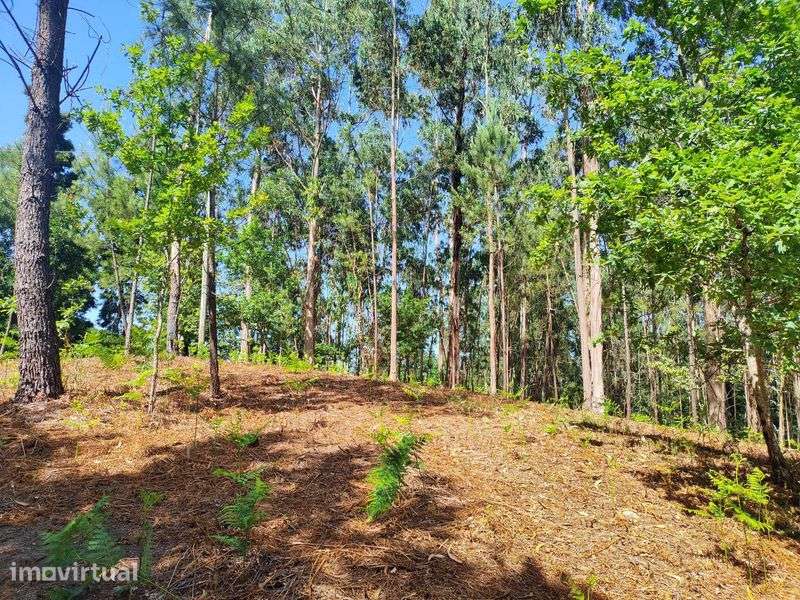 Vende-se terreno em Sabadim (Arcos de Valdevez - Viana do Castelo) - Grande imagem: 3/7