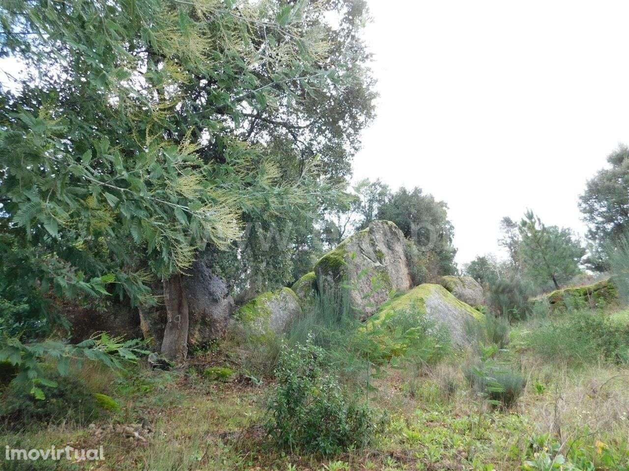 Terreno Rústico / Fundão, Pêro Viseu - Grande imagem: 2/6