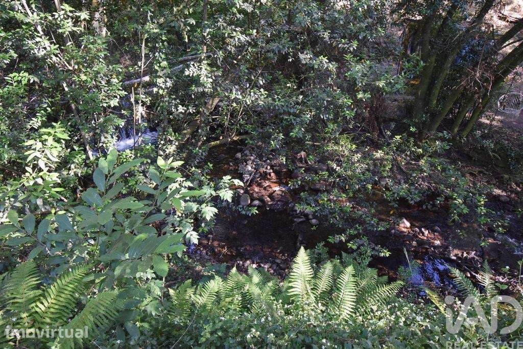 Terreno Agrícola em Espinhal - Grande imagem: 3/29