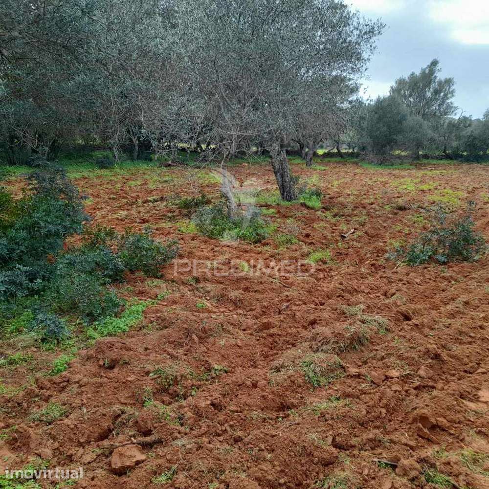 Terreno Rustico  perto de Olhão - Grande imagem: 5/6