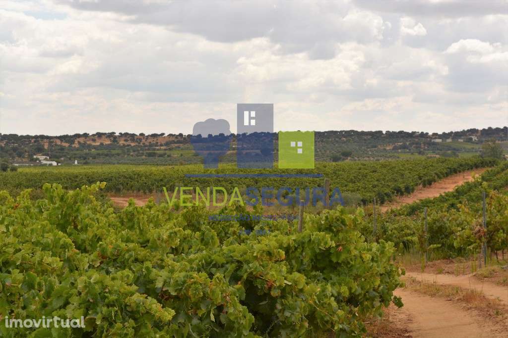 Propriedade vinícola, em Vila de Frades, Vidigueira - Grande imagem: 5/9