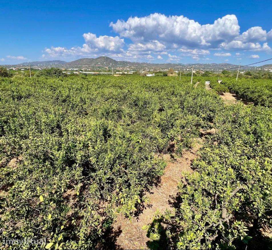 Terreno Rural (Laranjal) – Barros (Conceição e Estoi, Faro) - Grande imagem: 3/10