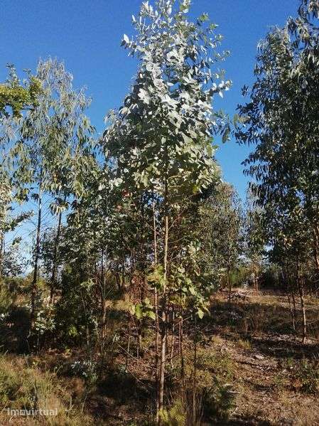 Terreno florestal com boa localização em Nelas - Grande imagem: 2/10