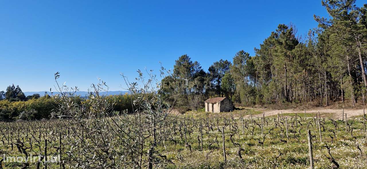 Terreno com área de 1 hectare e 200 metros - Grande imagem: 3/11