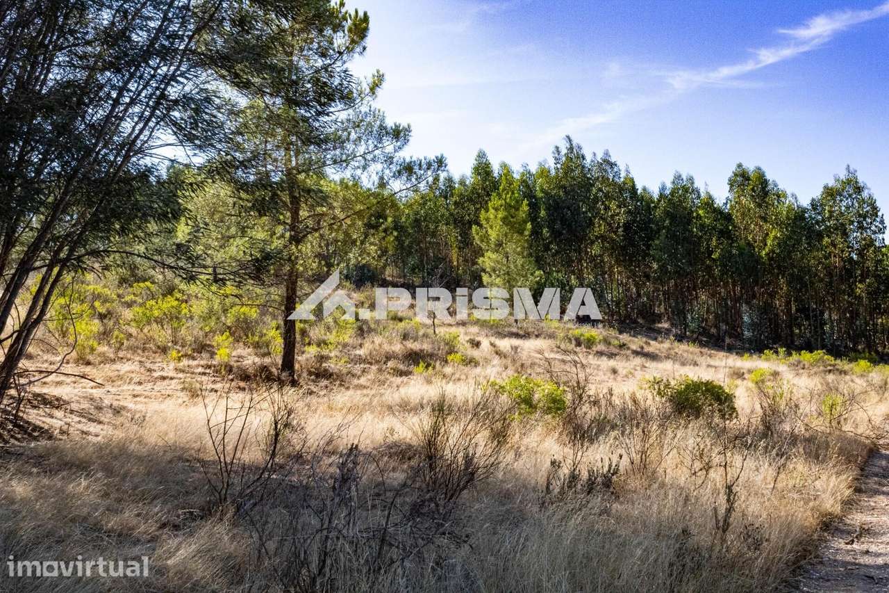 Terreno Rústico para venda em Palvarinho, Castelo Branco - Grande imagem: 2/19