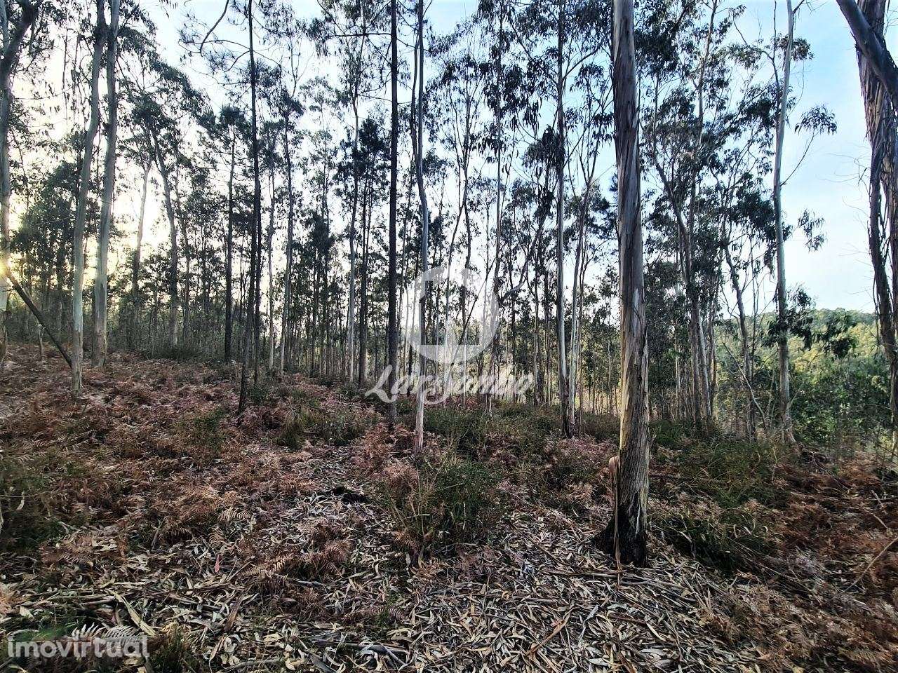 Bouça c/ 8.000m2 em Tougues, Vila do conde - Grande imagem: 4/7