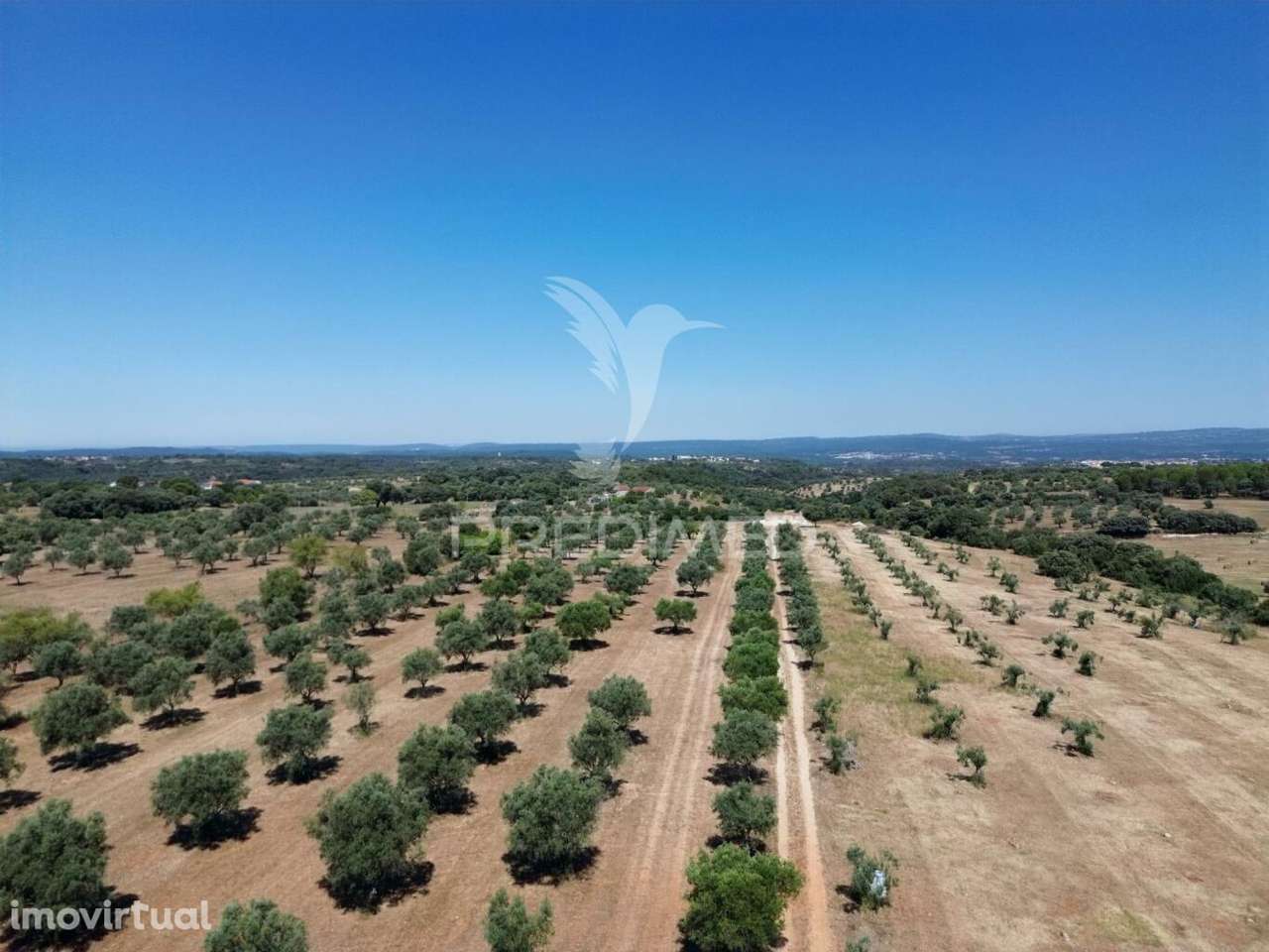 Quinta rural com olival, com uma área de 42,480m2 Vaqueiros, Santarém - Grande imagem: 3/34