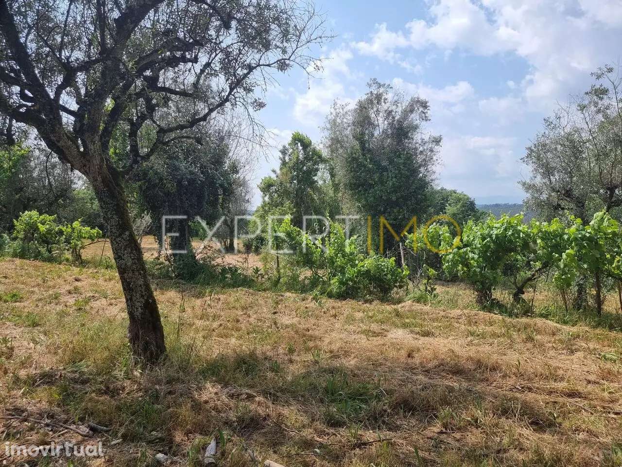 Quinta a 2 quilómetros do Rio Mondego - Tábua - Grande imagem: 4/17