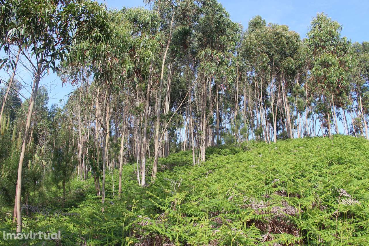 Terreno Rústico - Grande imagem: 4/5