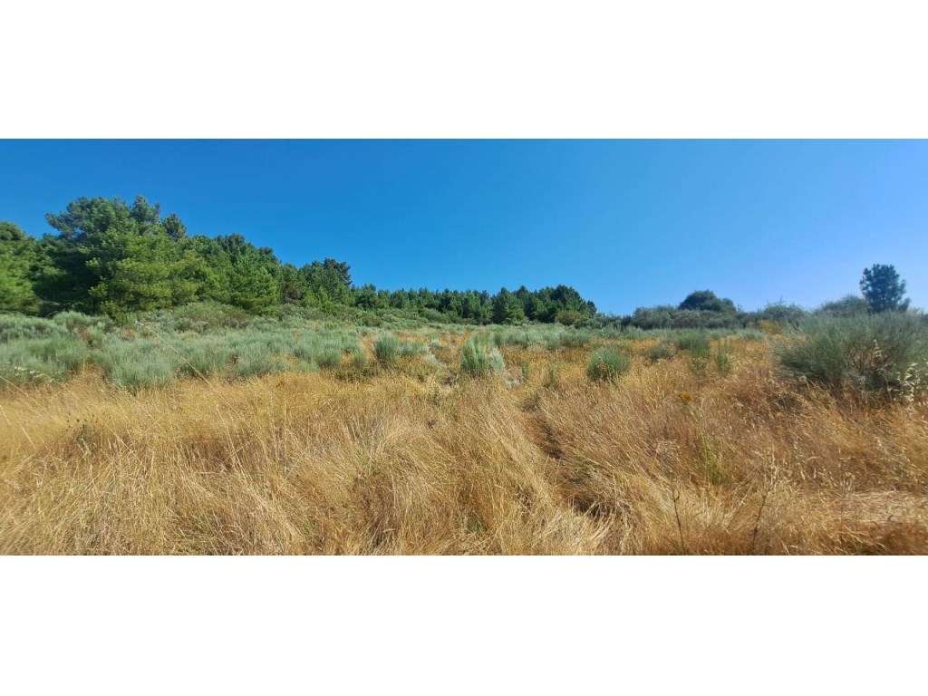 Terreno de 1.5 Ha, em Vale Ferreiros, Carviçais, Torre de Moncorvo. - Grande imagem: 3/15
