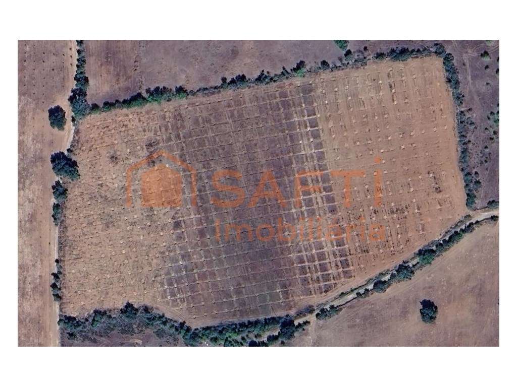 Terreno rustico em Bagueixe-Macedo de Cavaleiros - Grande imagem: 2/8