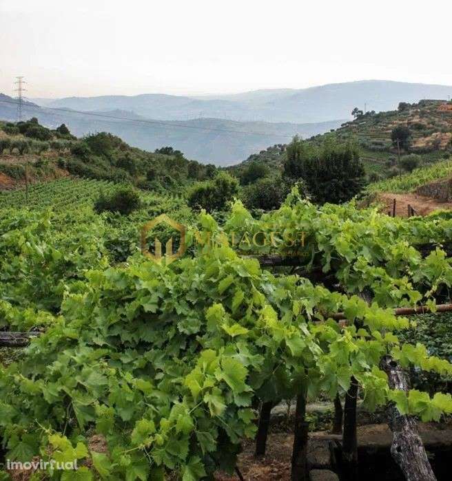 Quinta T4 de 4 hectares em Canelas do Douro próximo do Rio Douro - Grande imagem: 3/11