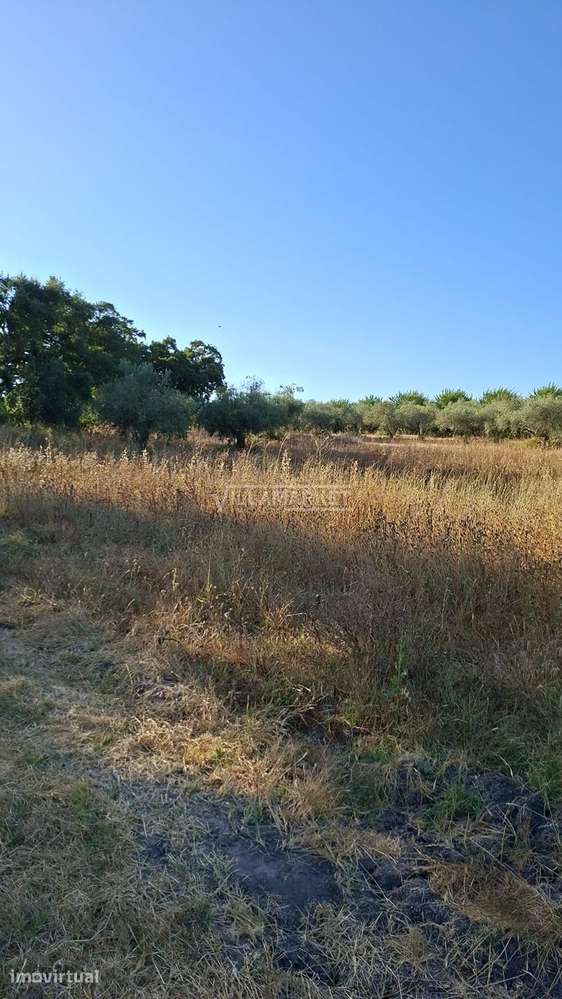 2 Terrenos rústicos com olival totalizando uma área com 17500 m2 situa - Grande imagem: 2/6