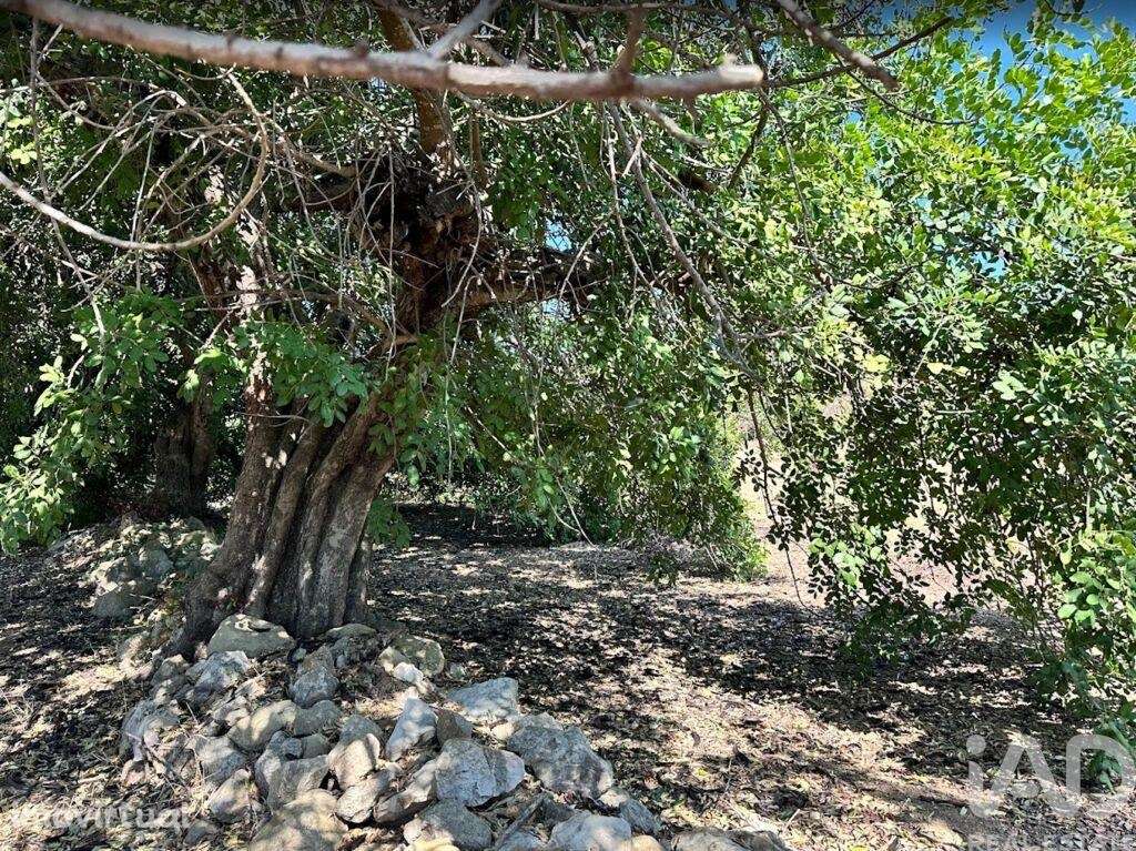 Terreno em Luz de Tavira e Santo Estêvão de 3700,00 m2 - Grande imagem: 2/10