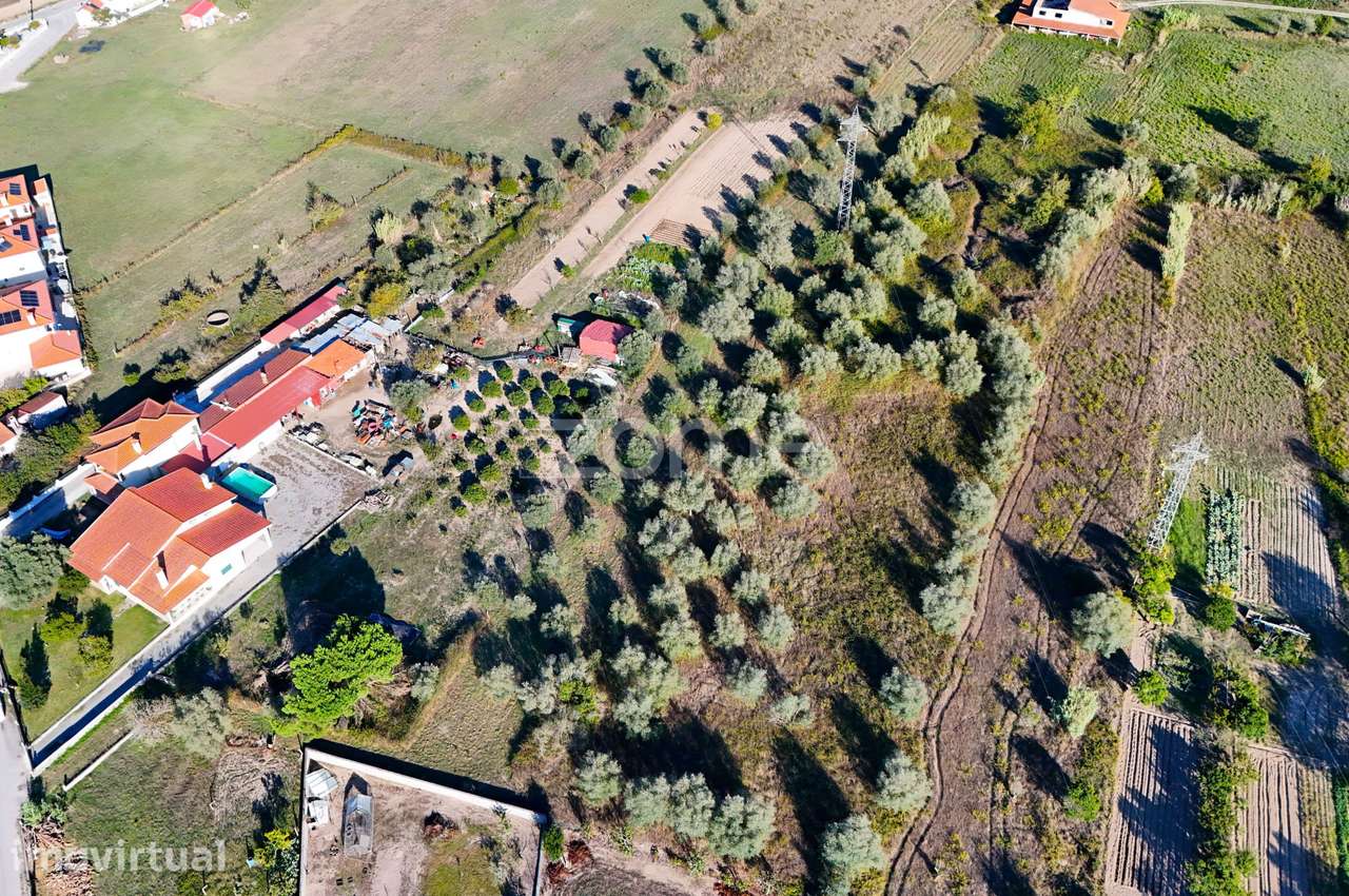 Terreno com 3.521 m² e Oliveiras em Santo Varão, Coimbra - Grande imagem: 4/15