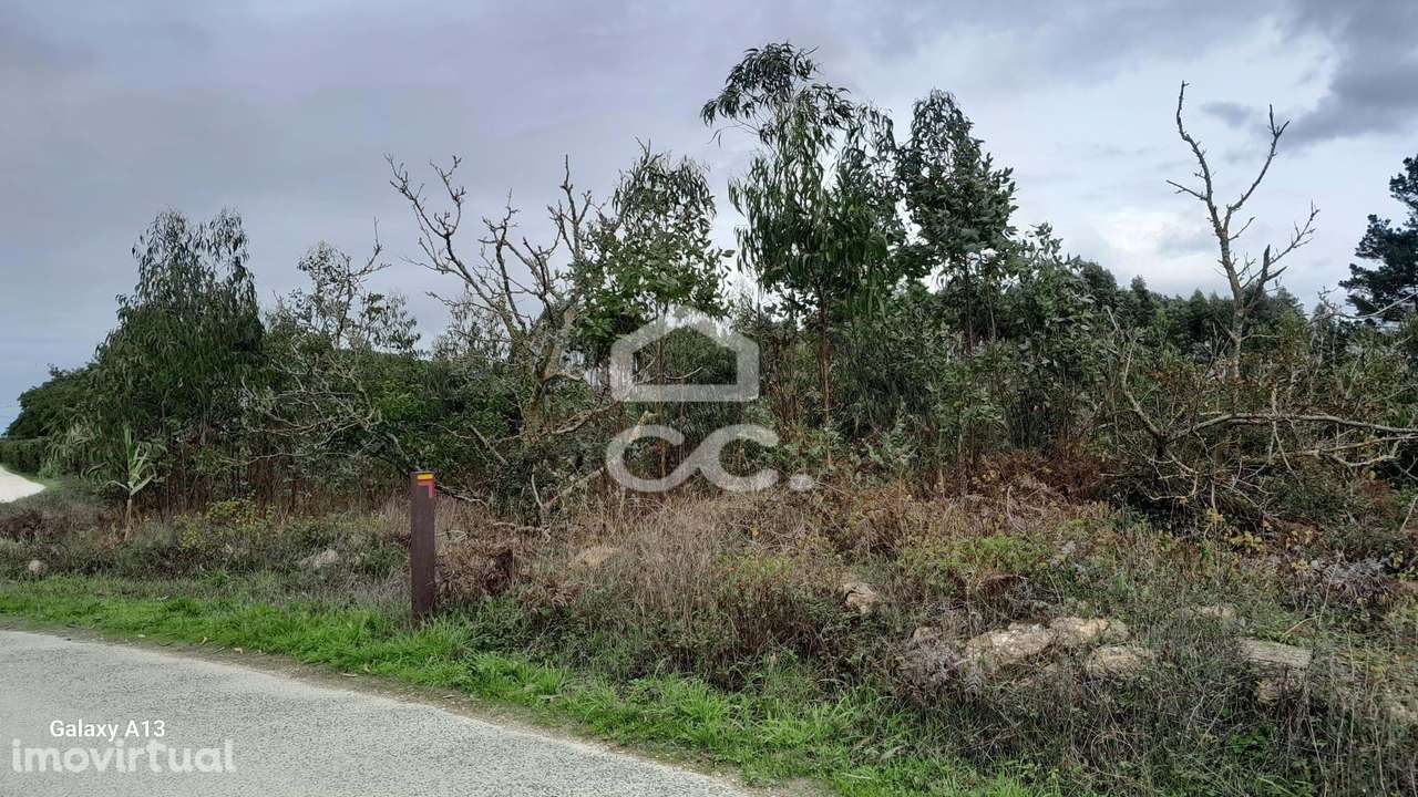 Oportunidade Imperdível: Terreno com Eucaliptos em Reguengo Grande! - Grande imagem: 2/9