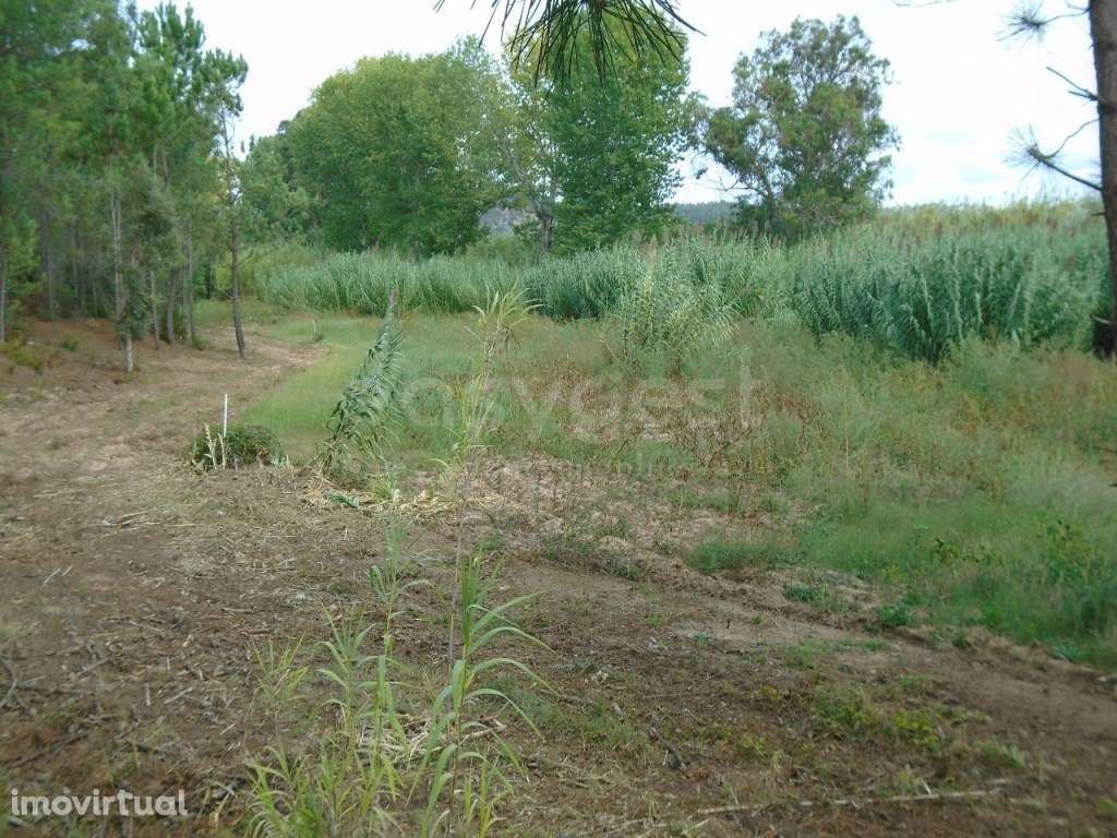 Terreno para Agricultura com 6420m2 no Valado dos Frades- Nazaré - Grande imagem: 5/18
