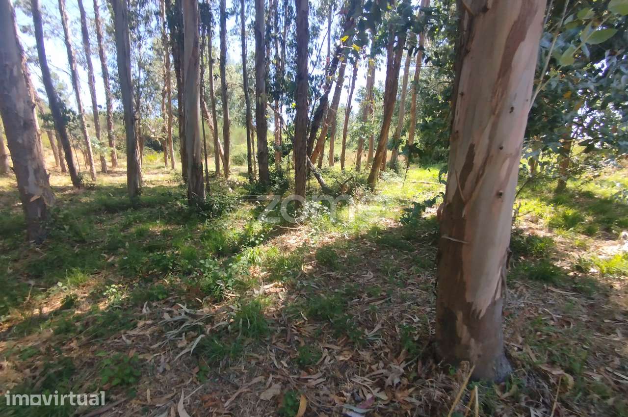 Ruína em Pedra, Palheiro escavado em pedras - Grande imagem: 3/47