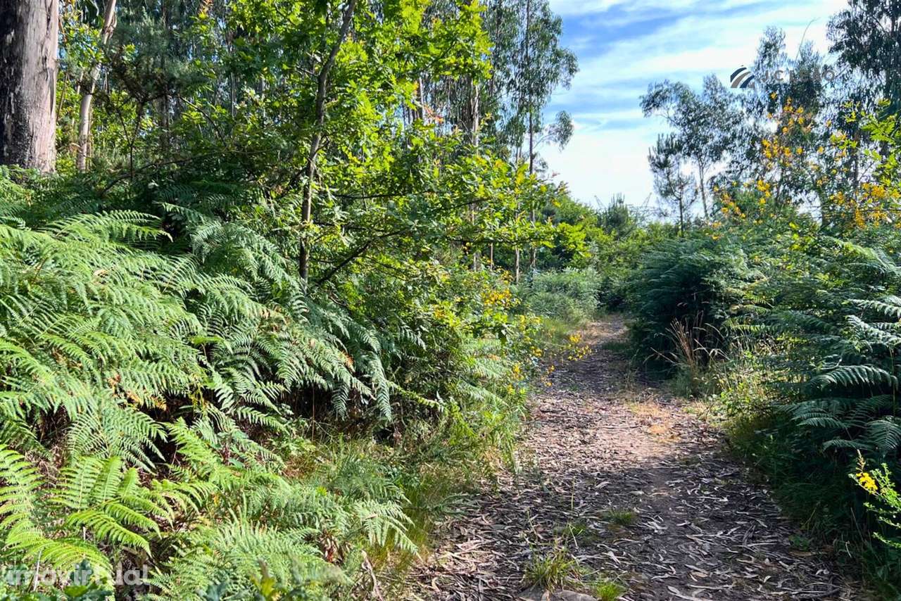 Terreno Rústico com 4640m2 em Lamoso, Paços de Ferreira - Grande imagem: 3/14