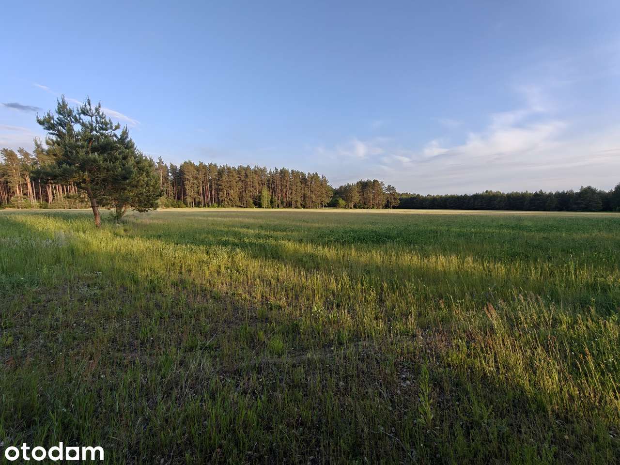 Działka rolna na Mazurach o pow. 0,30 ha - Pełny obrazek: 5/11